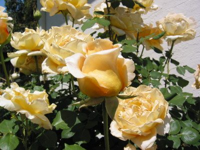 Roses, San Jose, CA, USA